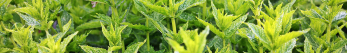 Comment utiliser l&rsquo;huile essentielle de menthe poivr&eacute;e&thinsp;?