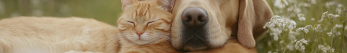 Quel est le meilleur traitement arthrose chien ?