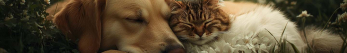 Quel est l'animal le plus stress&eacute; ?