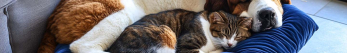 Comment faire pour laver un chat ?