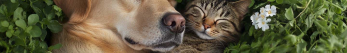 Comment laver un chat et avec quoi ?