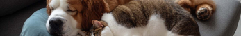 Quels sont les sympt&ocirc;mes d'un chien qui a des vers ?