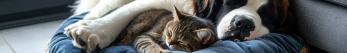 Quels sont les sympt&ocirc;mes d'un chat qui a des vers ?