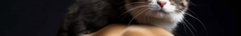Comment soulager l'arthrose des animaux ?