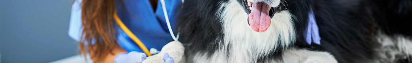 Arthrose Tiere