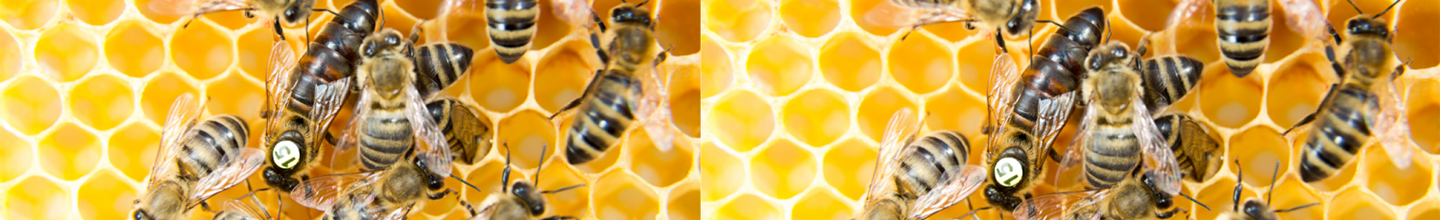 Bienenprodukte