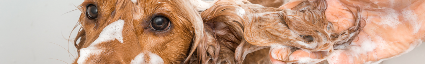 Veterinärshampoo