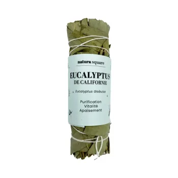 Kalifornischer Eukalyptus Natura Quadrat - 1 B&uuml;ndel