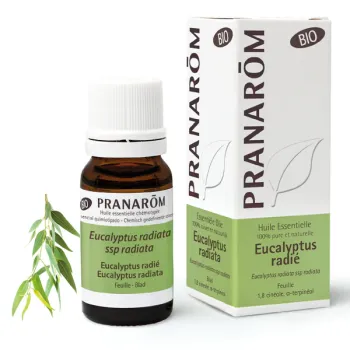 Bio ätherisches Öl Eukalyptus radiata Pranarôm - Flasche mit 30 ml
