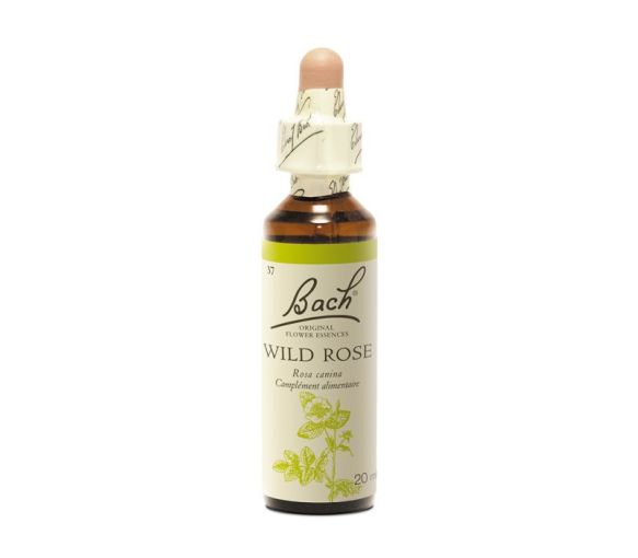 Bachblüte Wildrose Rosa canina - Flasche mit 20 ml - image 1