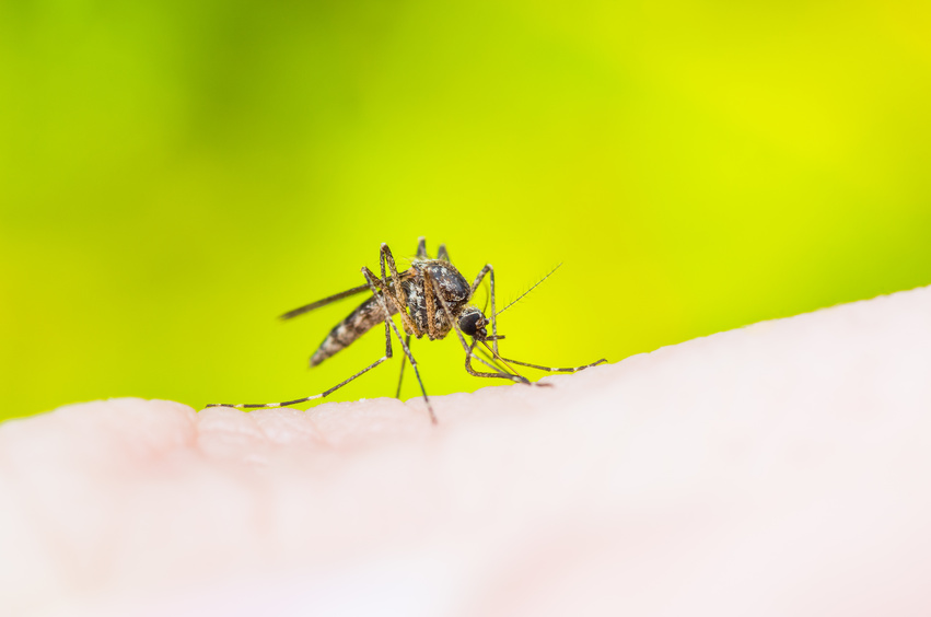protection contre les moustiques