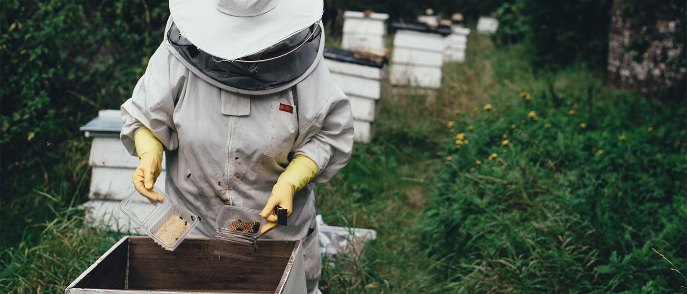 apiculture