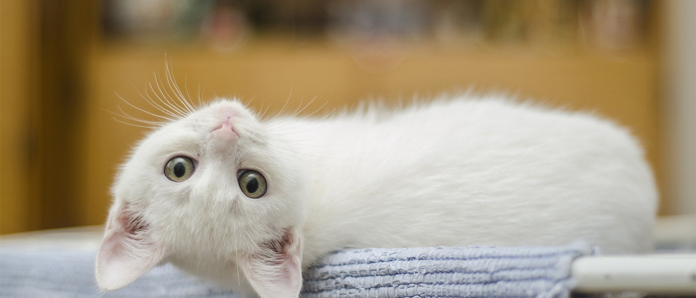 Allergie Chat Symptomes Causes Et Traitement