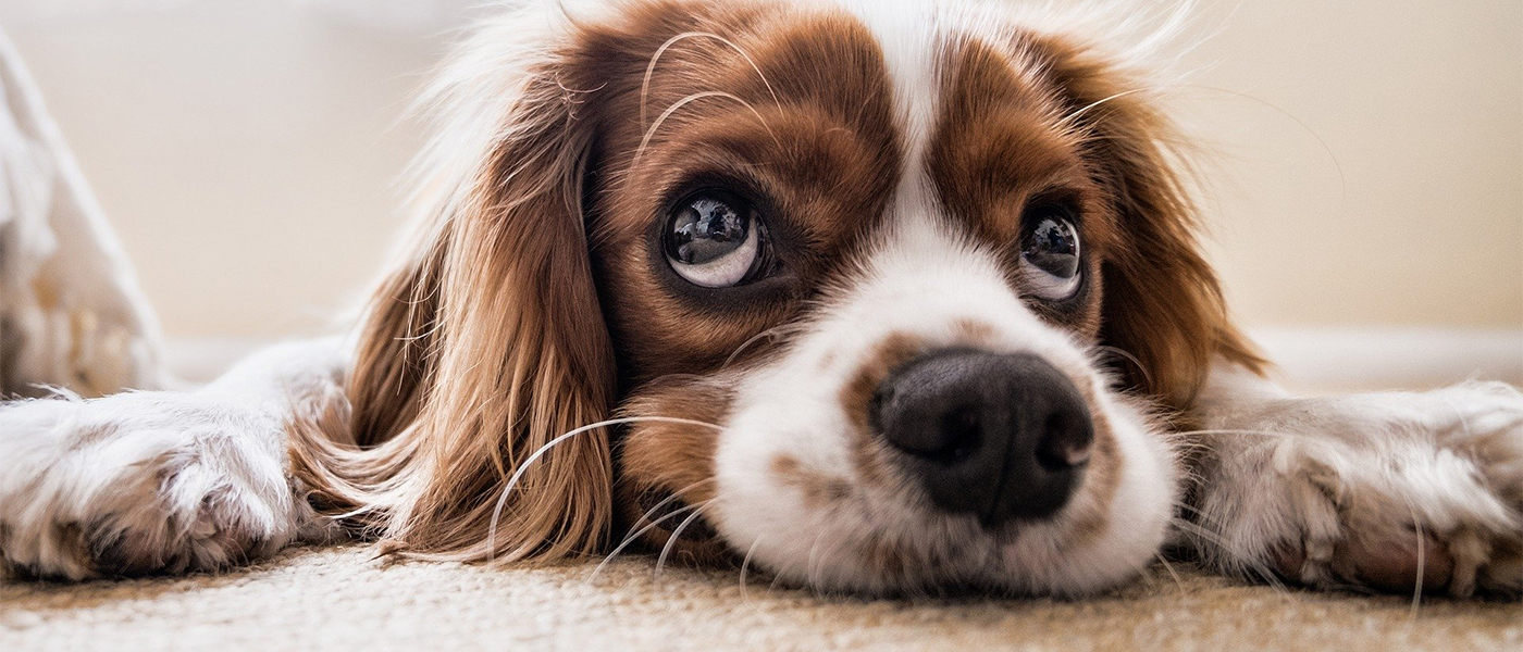 stress chien