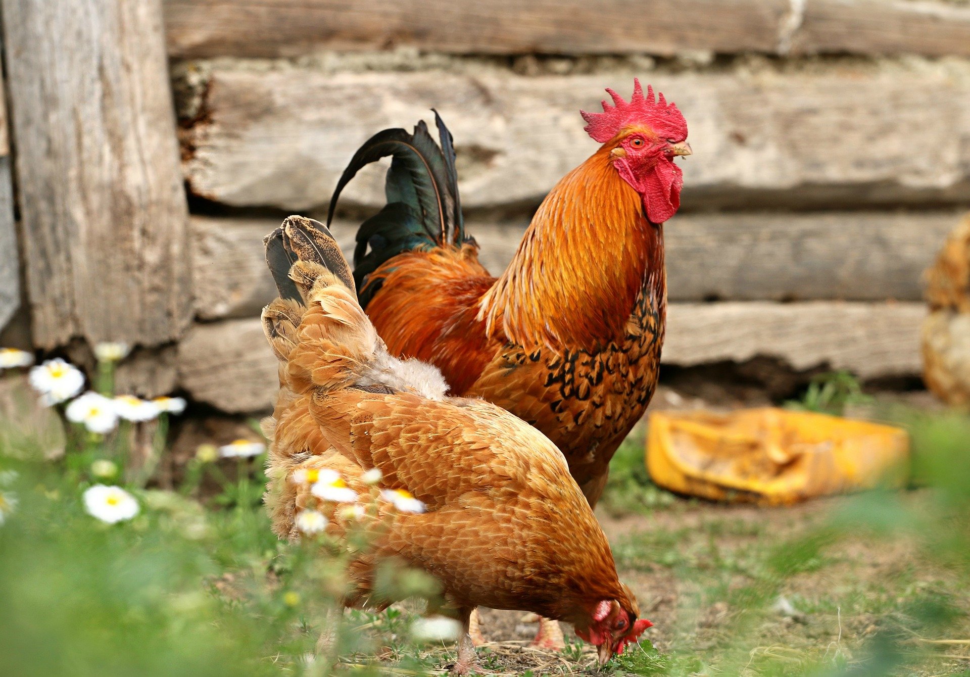 poules en plein air 