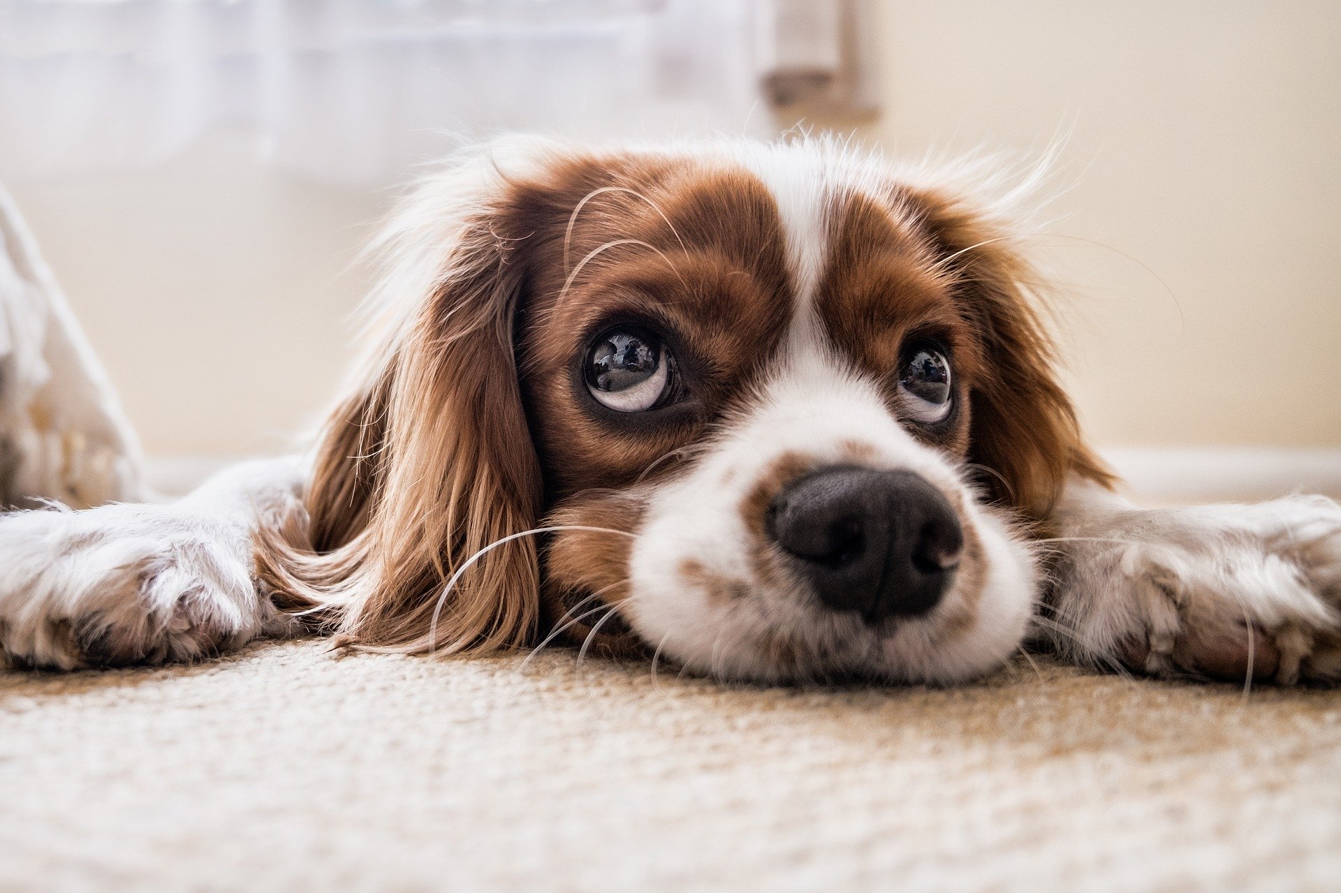 anti-inflammatoire chien