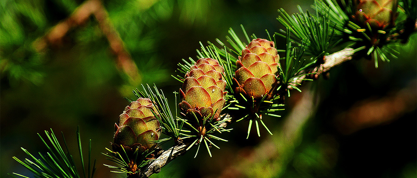 fleur de larch