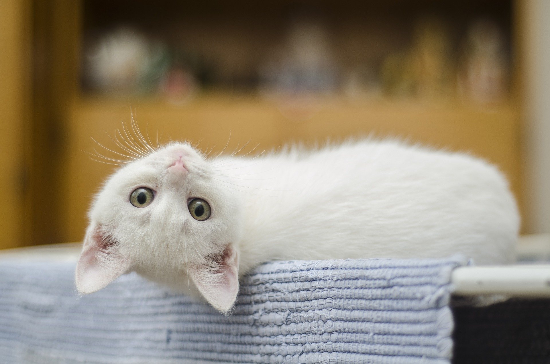 stress chez le chat