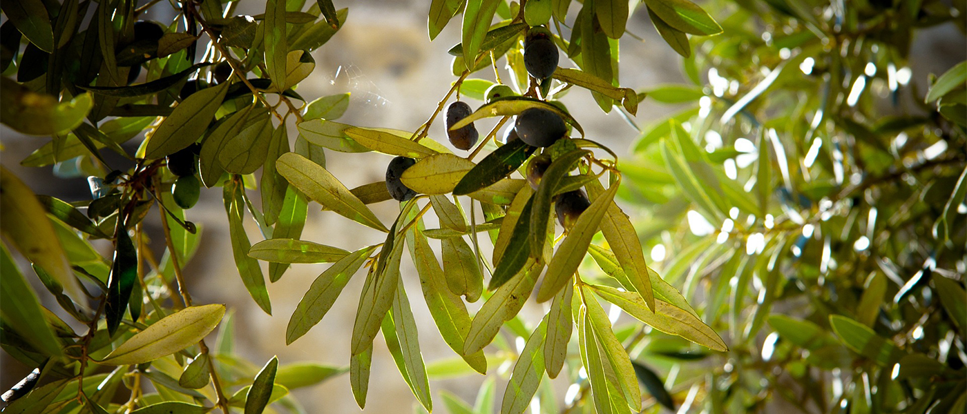 olive fleur de bach