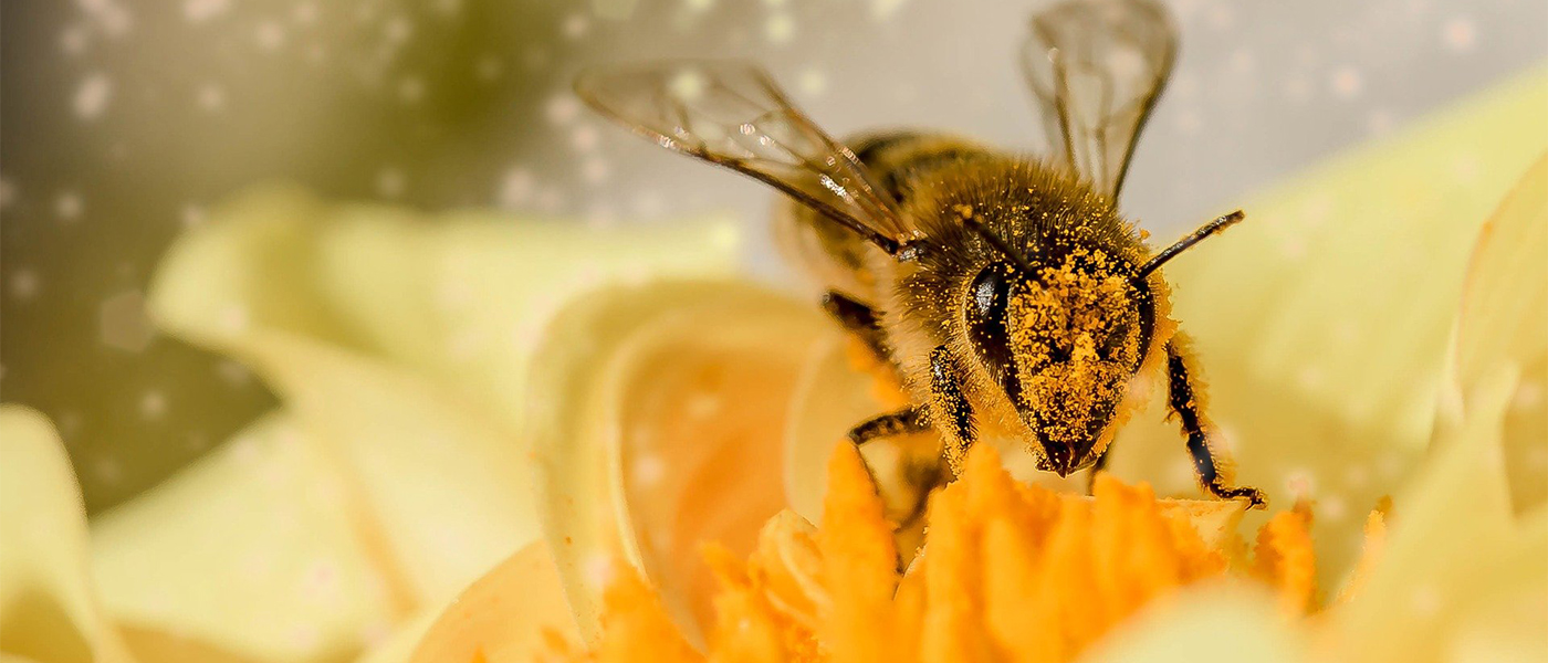 Pollens et masques : une faible protection des allergies