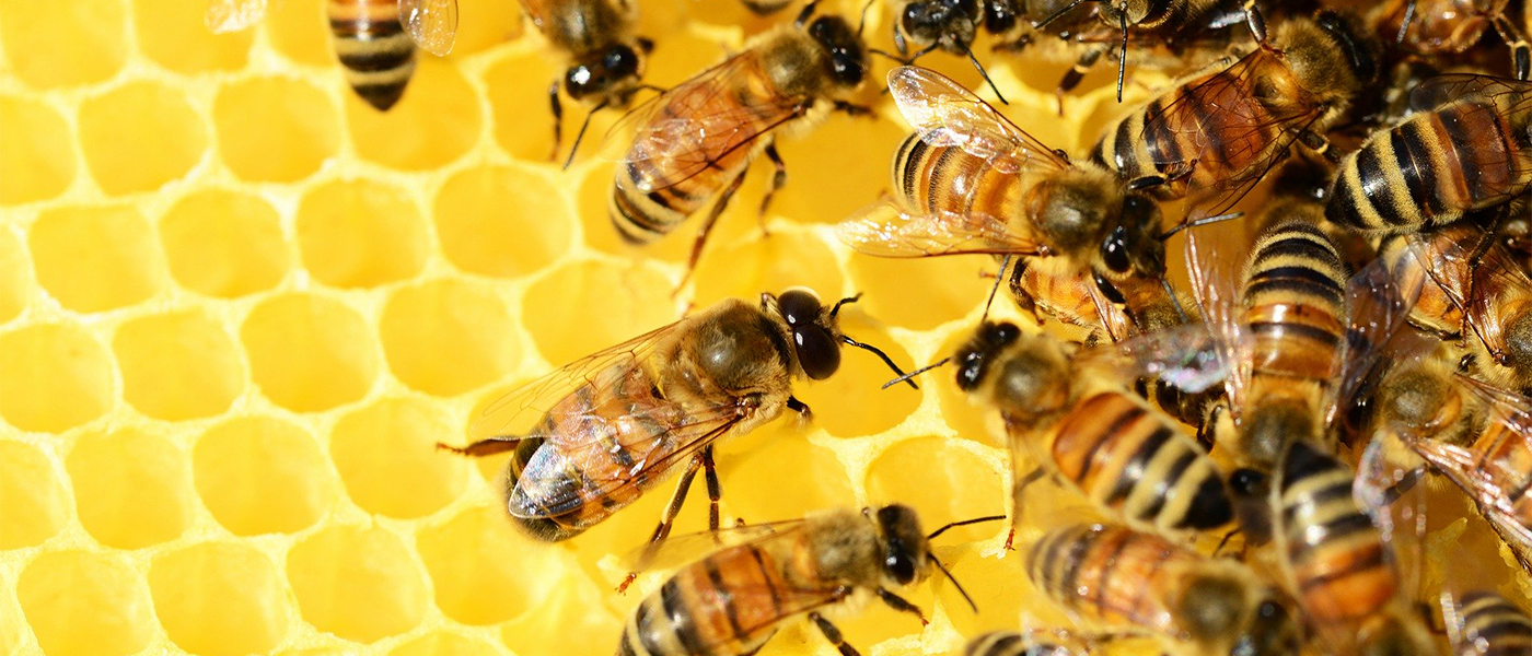 propolis