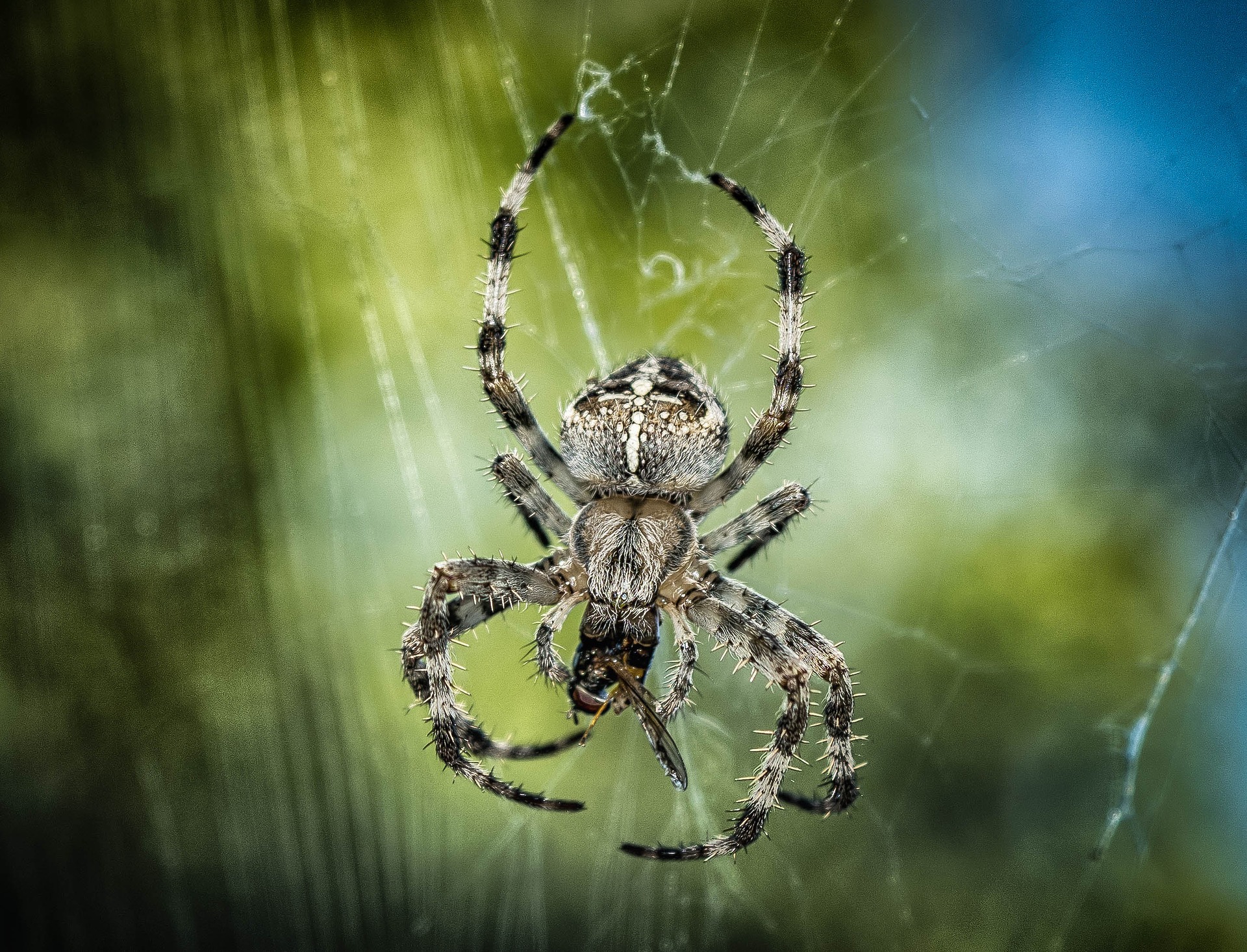 Piqûres d'araignée : symptômes, traitement, définition 