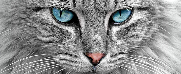 Allergie Chat Symptomes Causes Et Traitement Allergie Chat Symptomes Causes Et Traitement
