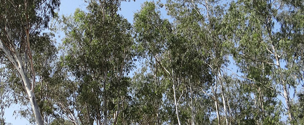 huile essentielle eucalyptus globulus