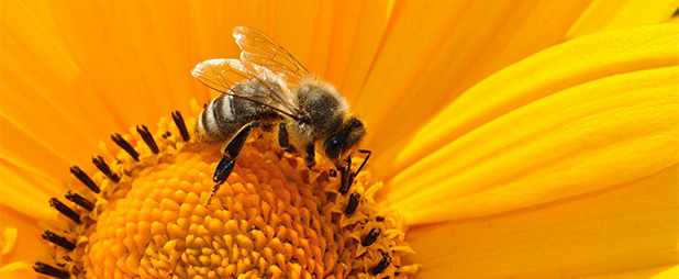 Savez-vous que le pollen d'abeille possède de nombreux bienfaits