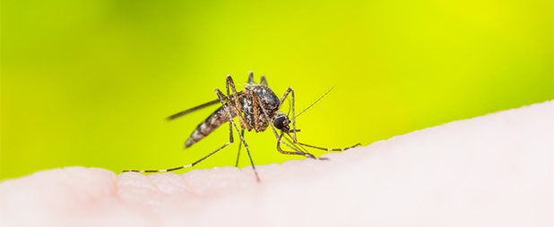 allergie piqure moustique : Quels traitements ?