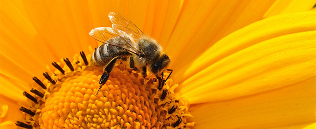 Quels sont les symptômes d'une allergie au pollen ?