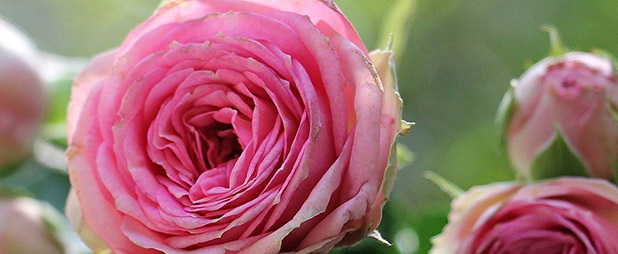 huile essentielle rose de damas : quelles sont ses vertus et comment l
