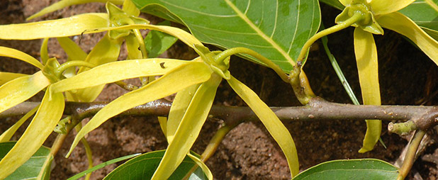 huile essentielle ylang ylang quelles sont ses vertus  comment