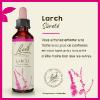Fleur de Bach larch Larix decidua - flacon de 20 ml