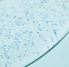 Aquabella gelée purifiante micro-exfoliante Nuxe - tube de 150 ml