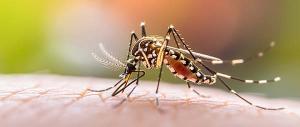Comment choisir un anti moustique naturel ?