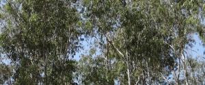 huile essentielle eucalyptus citronne
