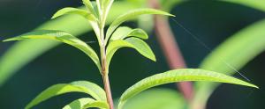 Comment utiliser l’huile essentielle de lemongrass ?