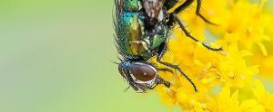 Comment éloigner les mouches avec des huiles essentielles ?