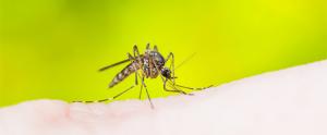 Comment traiter une allergie aux piqures de moustiques ?