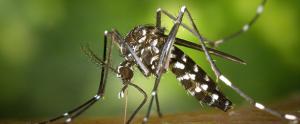 Comment se transmet le paludisme ?