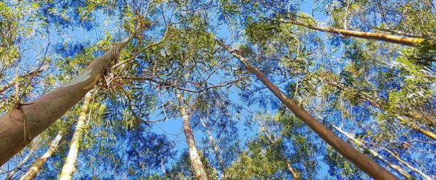 Comment utiliser l'huile essentielle d'Eucalyptus ?