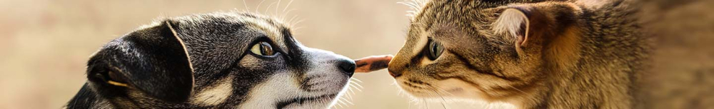À quelle vitesse le shampoing anti-puces agit-il ?