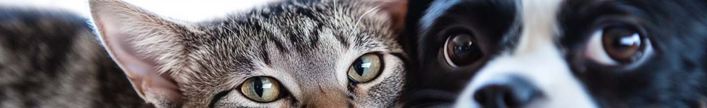 Combien de temps dure le shampoing anti-puces sur les chats ?