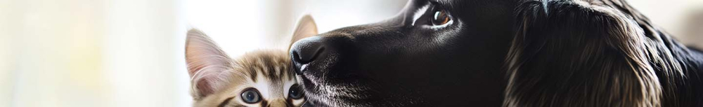 Le shampooing aux puces est-il sans danger ?