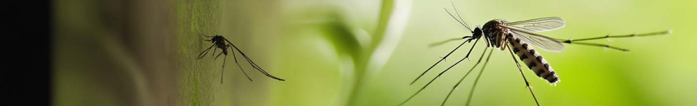 Combien de temps durent les piqûres d’insectes ?