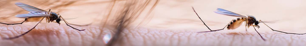 Quel insecte m'a piqué la nuit dans le lit ?