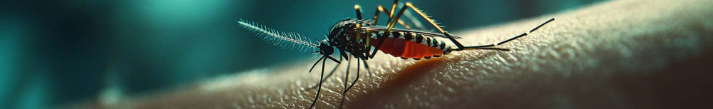 Quelle piqûre d'insecte provoque des démangeaisons ?