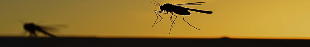 Comment enlever l'enflure d'une piqûre d'insecte ?