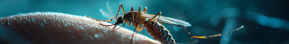 Quelles piqûres d'insectes provoquent des démangeaisons ?